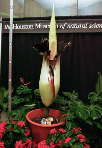 houston museum of natural science corpse flower