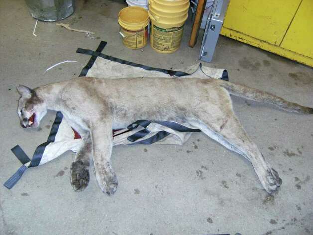 A mountain lion struck by a car and killed on Route 15 in Milford on June 11 is believed to be the animal spotted on the Brunswick School campus in northwest Greenwich recently. (Photo courtesy of Connecticut Department of Environmental Protection) Photo: Greenwich Time, Contributed Photo/DEP / Greenwich Time Contributed  Necropsy to be done on mountain lion killed in Milford 628x471