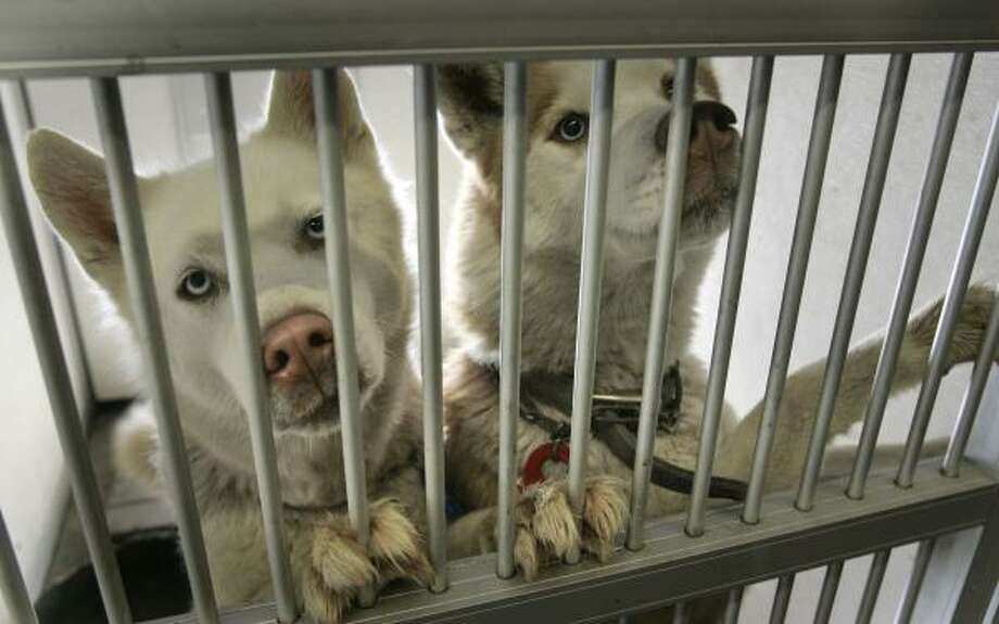 no kill animal shelters in stockton california