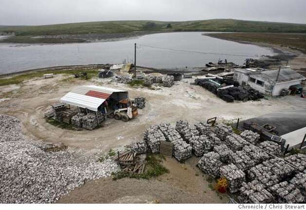 The Drakes Bay Oyster Company at17171 Sir Francis Drake Blvd., Point Reyes, grows oysters on Schooner Bay in Drakes Estero where, according to the company website, there has been commercial oyster production for nearly 100 years. Kevin Lunny bought the former Johnson Oyster Company in 2005. Photo: Chris Stewart / SF