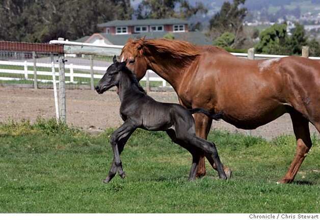 How long are horses usually in labor before giving birth 