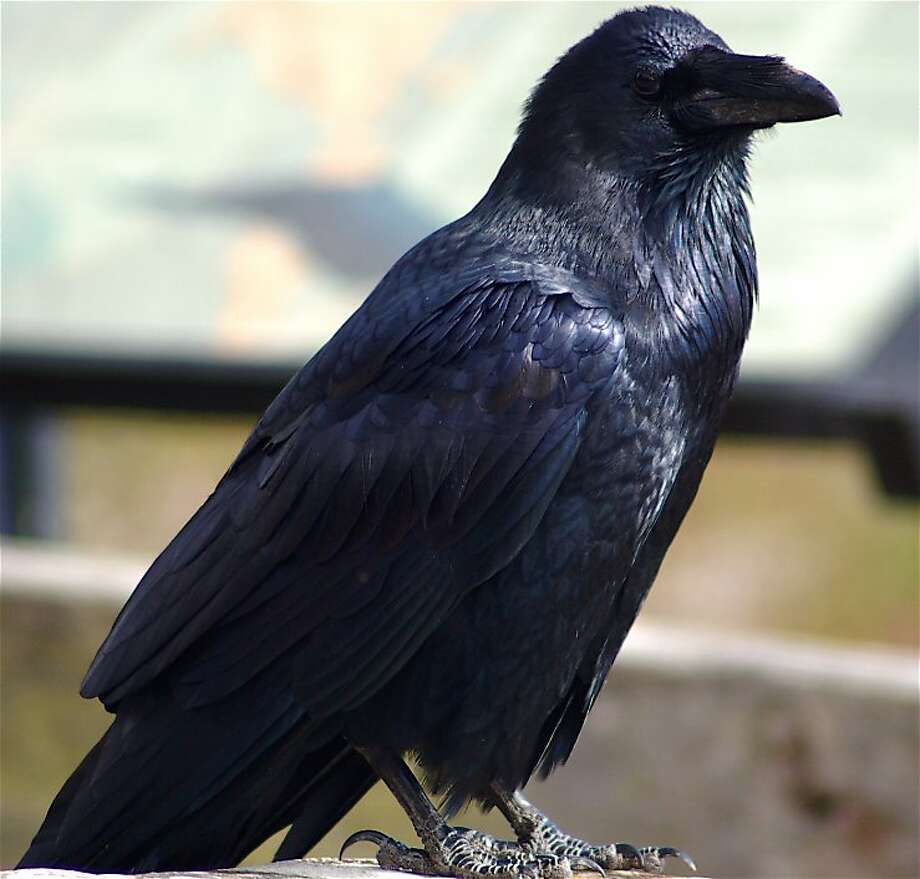 Why ravens, crows are more common now in Bay Area - SFGate