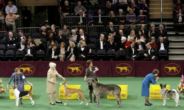 2012 WESTMINSTER KENNEL CLUB DOG SHOW - Times Union