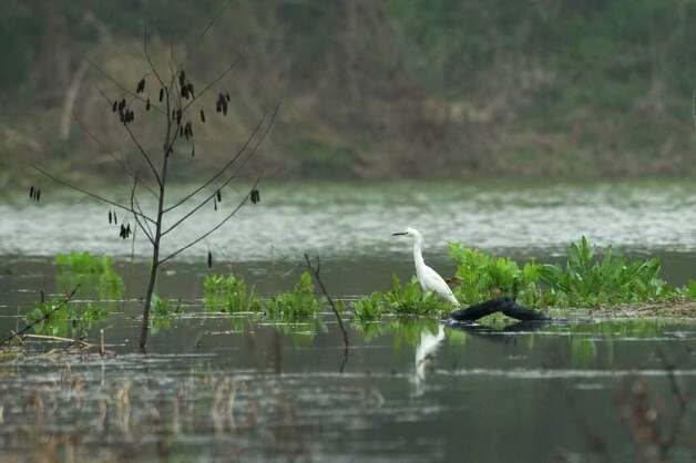 A snowy egret is a familiar sight in the High Island area. The Audubon Society already has pumped 4 million gallons of fresh water into Clay Bottom Pond. Photo: Brett Coomer / © 2012 Houston Chronicle