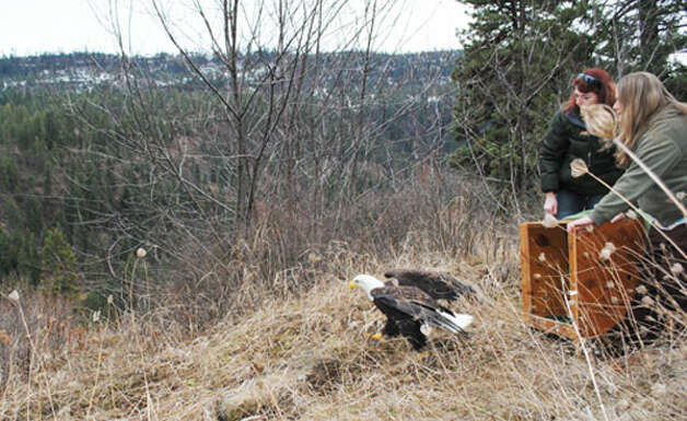 http://www.seattlepi.com/local/article/WSU-saves-bald-eagle-from-lead-poisoning-3406640.php#next