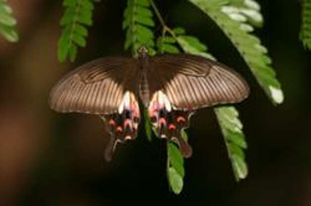 Faasai Resort And Spa Invites Visitors To Experience The Butterfly Season By ...