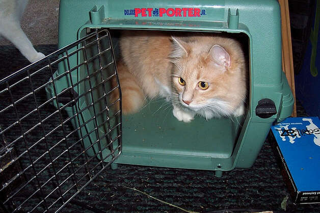 This cat is in no danger, but every year in the United States dozens of pets die while in transit as airline cargo. This number is a tiny percentage of an estimated more than 2 million live animals that are shipped as U.S. airline cargo each year. (flickr/FelineNoir.com ) Photo: Flickr/FelineNoir.com / HC