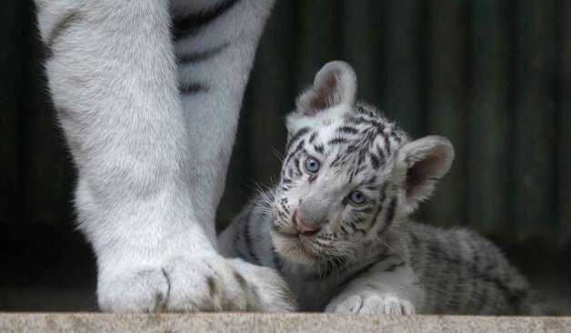 A rare white Indian tiger cub sits at the feet of its mother Surya Bara at a zoo in the city of Liberec, Czech Republic, Monday, Sept. 3, 2012. It's one of triplets that were born in July. Photo: Petr David Josek, AP / AP