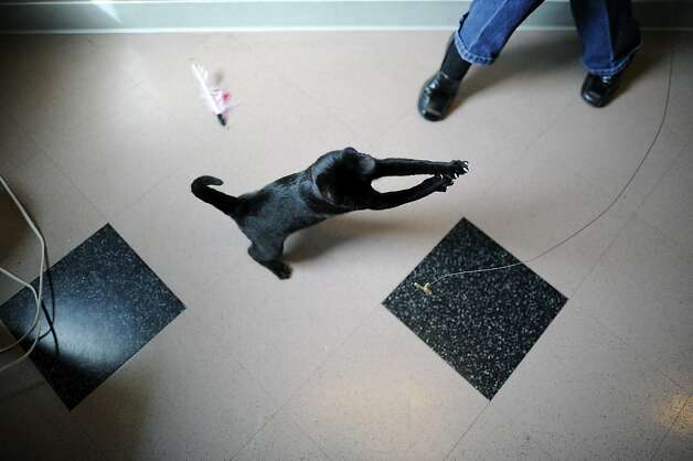 black cats have bad luck getting adopted sfgate black cats 628x418