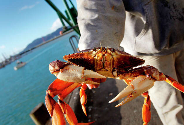 In this file photo, a dock worker held a large Dungeness crab just 
arriving at Fisherman's Wharf on the docks of Fisherman's Wharf Wednesday
 December 12,  2012 in San Francisco. Photo: Brant Ward, The Chronicle / ONLINE_YES