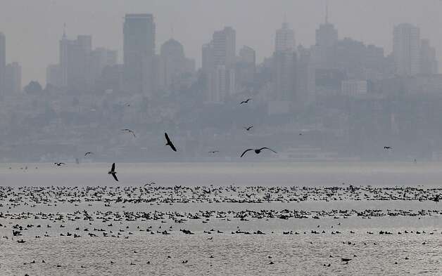 Shorebirds gather in Richardson Bay with the San Francisco skyline in the background. Huge herring schools have entered the area, attracting the birds. Photo: Brant Ward, The Chronicle