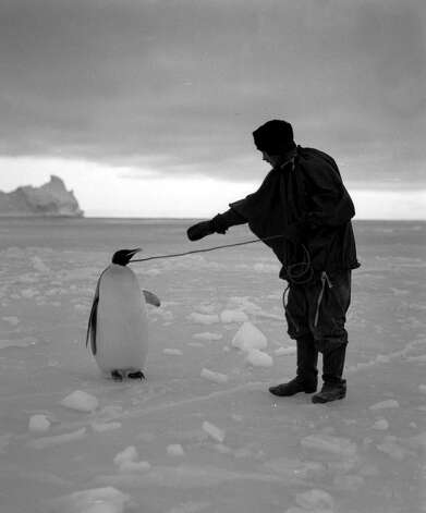 Expedition team member Clissold inspecting an Emperor penguin. Photo: Popperfoto, H.G. Pointing/Terra Nova / Popperfoto