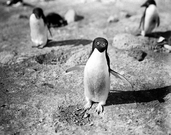 In the spirit of World Penguin Day (yes, that is a real thing):In 1913, the world saw the first professional photographs of penguins in Antarctica, taken by H.G. Pointing of the fated Terra Nova expedition. Captain Robert F. Scott and his team of British explorers lost a race against the Norwegians to the South Pole, but spend the next two years documenting their findings in Antarctica before every last member of the crew perished, only to be found by a search party 8 months later.In 1913 the search party returned with photographs and journals from the Terra Nova, you can see them here. Photo: Popperfoto, H.G. Pointing/Terra Nova / Popperfoto