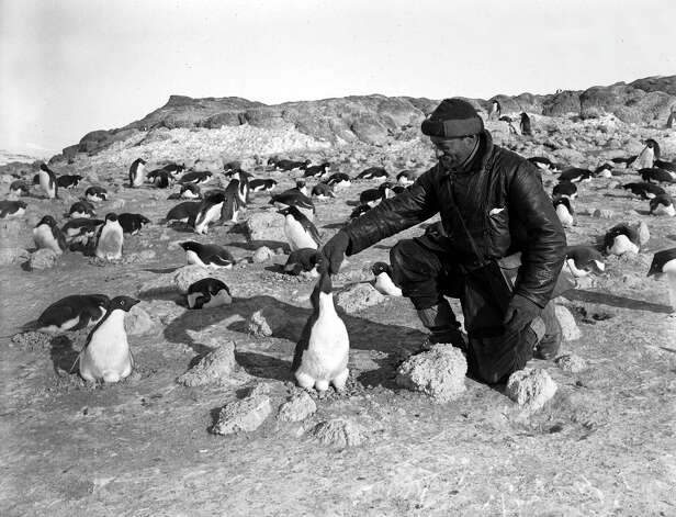 Photographer Herbert Ponting amongst a group of penguins on the penguinry at Cape Royds. Photo: Popperfoto, H.G. Pointing/Terra Nova / Popperfoto