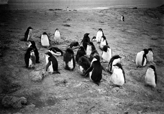A group of young penguins at Cape Royds. Photo: Popperfoto, H.G. Pointing/Terra Nova / Popperfoto
