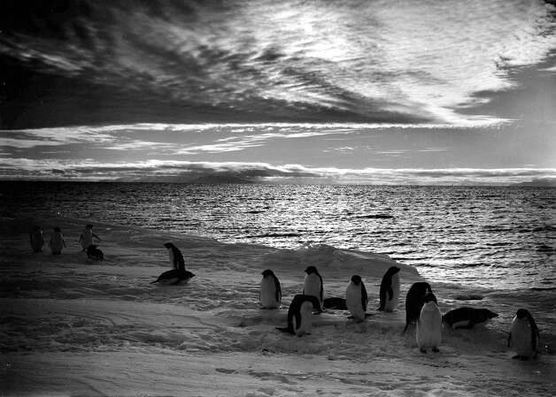 Penguins standing at the ice edge under a gloomy sky at the time of the midnight sun. Photo: Popperfoto, H.G. Pointing/Terra Nova / Popperfoto