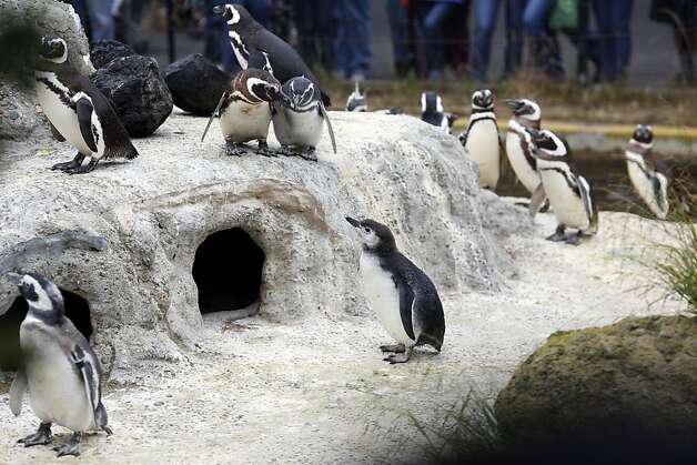 Older penguins check out one of the penguin chicks that just entered their habitat during the March of the Penguins at the San Francisco Zoo in San Francisco, Calif. on July 27, 2013. Photo: Ian C. Bates, The Chronicle