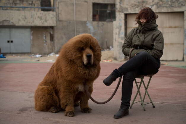 A Tibetan mastiff dog is displayed for sale at a mastiff show in Baoding, Hebei province, south of Beijing on March 9, 2013.  Photo: ED JONES, AFP/Getty Images / 2013 AFP