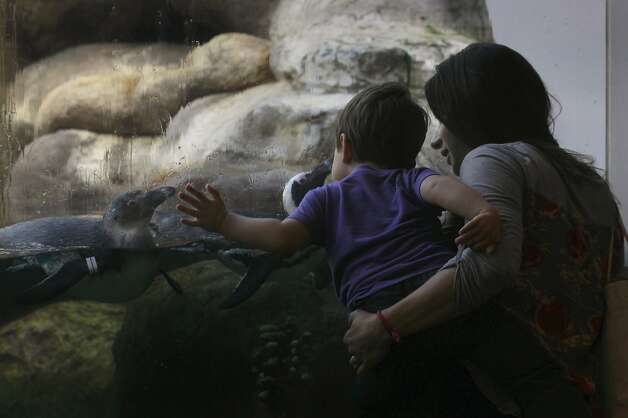 Lauren Blackshear and 2-year-old son Cooper visit the African penguins at the Academy of Sciences. Photo: Paul Chinn, The Chronicle