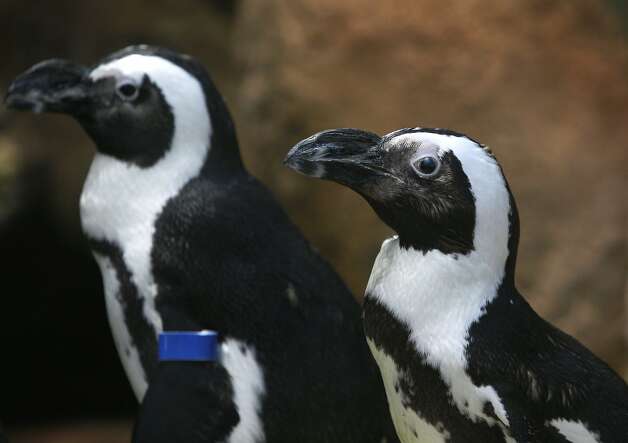 Pierre the African penguin (right) relaxes with his mate Homey (left) outside of their burrow at the California Academy of Sciences in San Francisco, Calif. on Tuesday, Feb. 25, 2014. At the age of 31, Pierre is the elder statesman of the Academy's penguin colony. Photo: Paul Chinn, The Chronicle