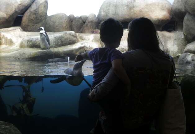 Lauren Blackshear and her 2-year-old son Cooper visit the African penguin exhibit at the California Academy of Sciences in San Francisco, Calif. on Tuesday, Feb. 25, 2014. Among the residents of the Academy's penguin colony is 31-year-old Pierre, who became famous for wearing a neoprene wetsuit to help his feathers grow back after molting season. Photo: Paul Chinn, The Chronicle