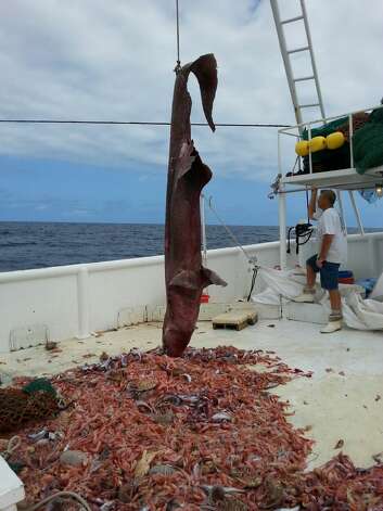 The extremely rare Goblin shark was accidentally caught up in a shrimp net off the coast of Key West, fishermen hoisted the ugly beast back into the water where it swam away. Photo: Carl Moore