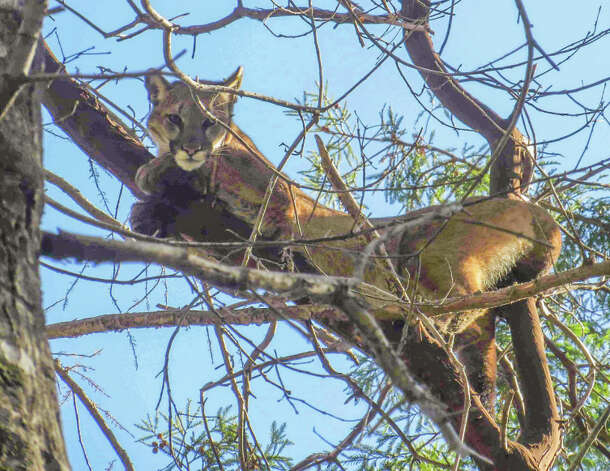 46M lounges in a tree during his urban trek in Mountain View last month. He was eventually cornered in a parking garage. Photo: Handout, Courtesy Santacruzpuma.org