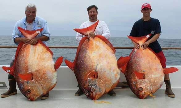 Armando Castillo, Joe Ludlow and Travis Savala hold their rare opah catches, weighing 151, 180 and 124 pounds respectively. The fish were caught at the same time Friday, about 125 miles southeast of San Diego. Photo: Courtesy/Excel Long Range Sportfishing