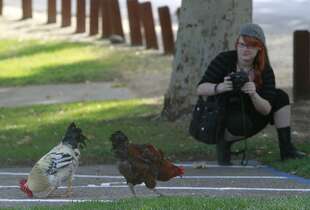 Rhiannon Bow moves in to take photos of feral chickens on the loose at Village Park in Fair Oaks, Calif. on Wednesday, July 30, 2014. Roving bands of hens and roosters have had the run of the town for decades where residents either love them or hate them.