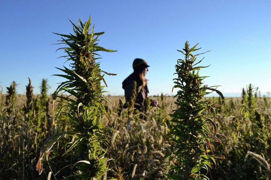 In this Oct. 5, 2013 photo, a volunteer walks through a hemp field at a farm in Springfield, Colo. during the first known harvest of industrial hemp in the U.S. since the 1950s. (AP Photo/P. Solomon Banda) Photo: P. Solomon Banda / ASSOCIATED PRESS / ONLINE_CHECK