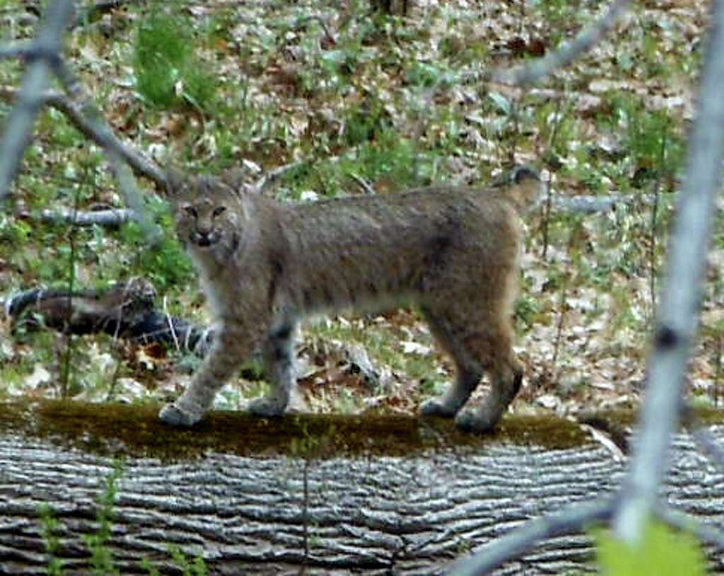 Bobcats And Bears Visit Area Backyards Connecticut Post