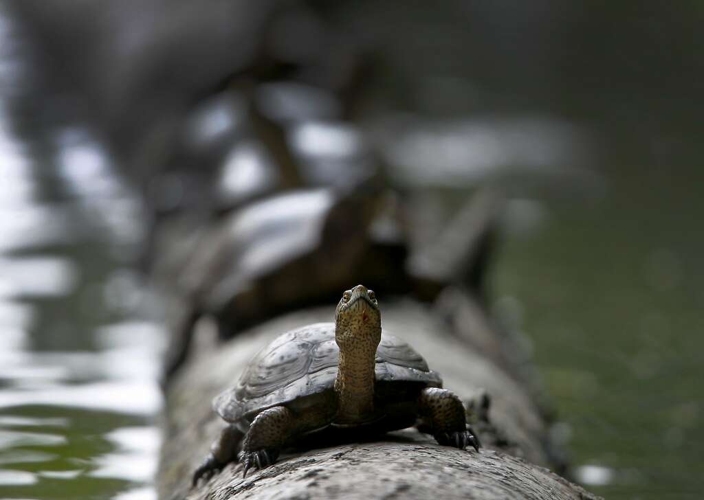 Western pond turtles bask on a log at Tilden Park's Jewel Lake in Berkeley, Calif. on Wednesday, May 13, 2015. State fish and wildlife officials are urging people to leave turtles alone if they see one in dry terrain as they could simply be en route to nesting areas away from ponds or creeks and not in distress. Photo: Paul Chinn, The Chronicle