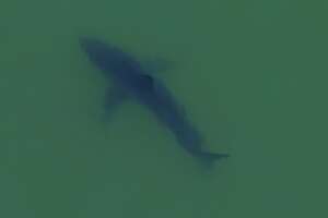 15 great whites spotted near cement ship - Photo