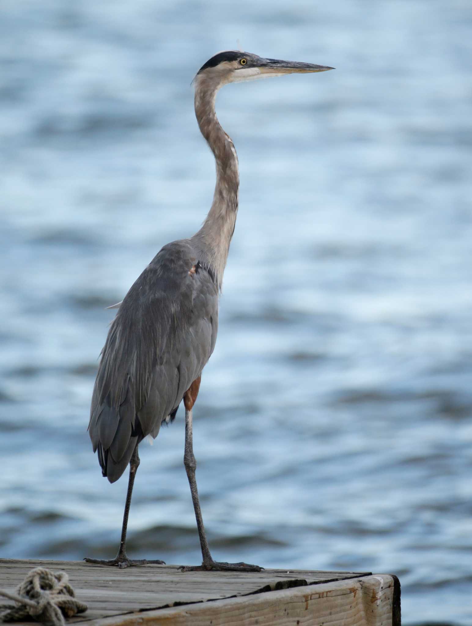 Erosion threatens bird habitat at Lake Conroe - Houston Chronicle