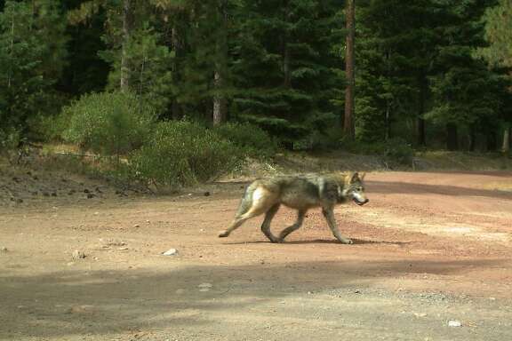 Photo taken Sept. 30, 2015 shows one of the offspring of ex-California wolf OR-7. The photo was taken in the Southern Oregon Cascade Mountains.