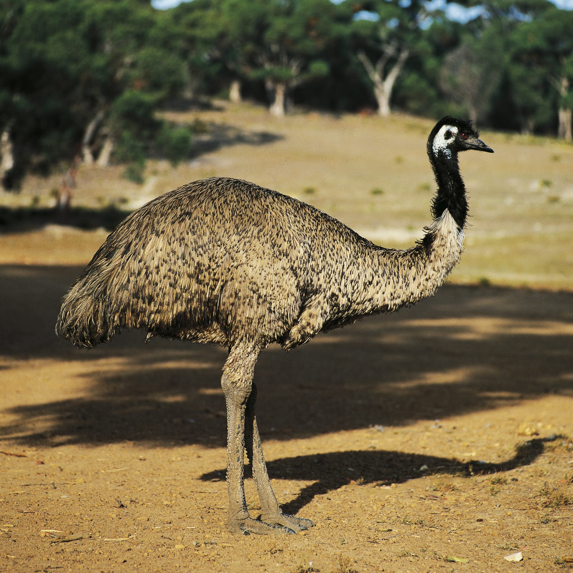 Escaped emu found and returned home - Connecticut Post2000 x 2000