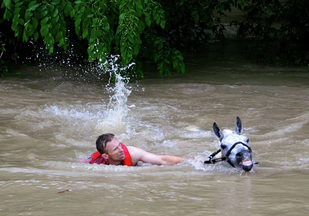 Locals work to rescue up to 70 horses along Cypresswood Drive near Humble along Cypress Creek, Monday, April 18, 2016, in Houston. Photo: Mark Mulligan, Houston Chronicle / © 2016 Houston Chronicle