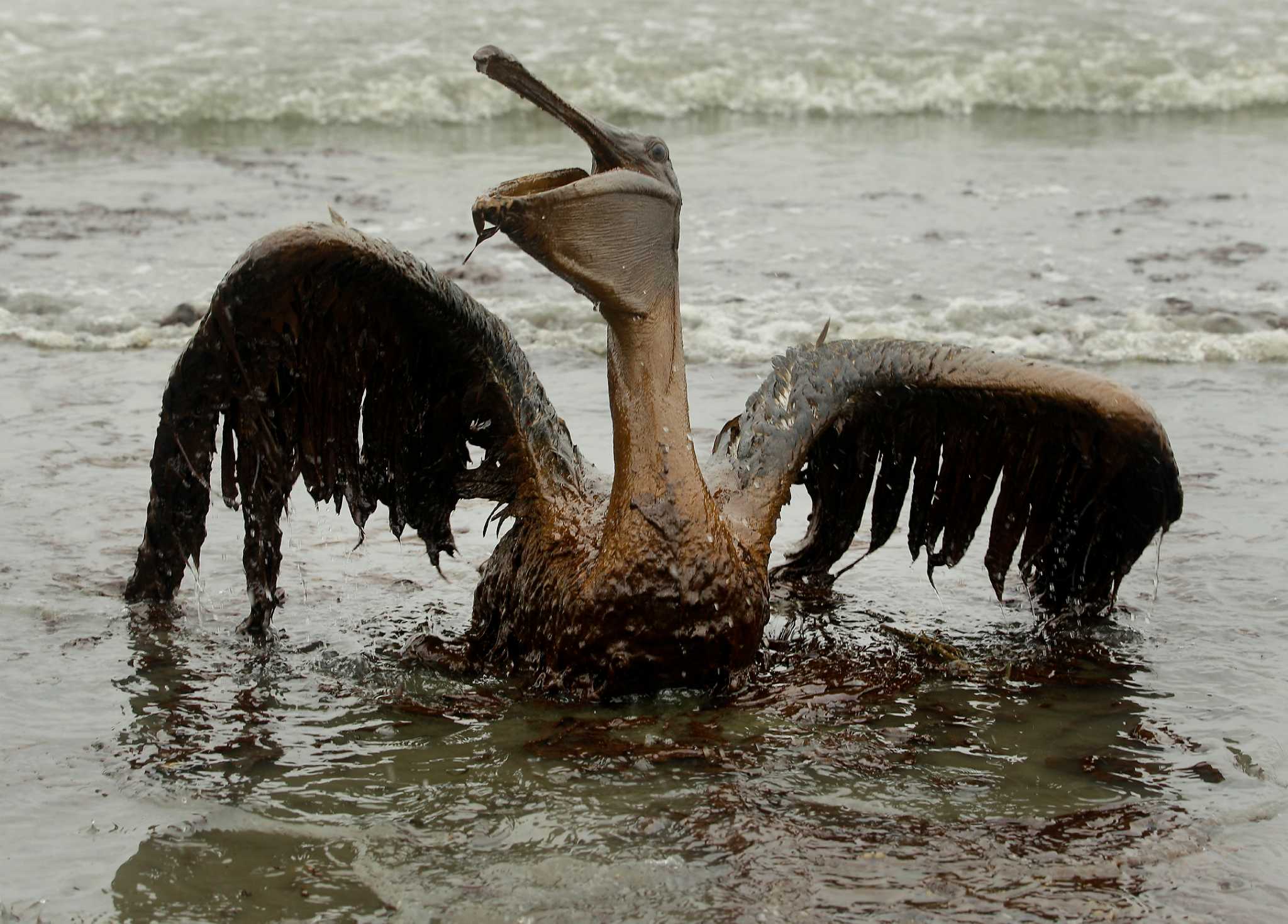 Bp oil spill essay help