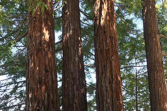 The?redwood trees columnist Vanessa Hua's parents planted when she was a kid.
