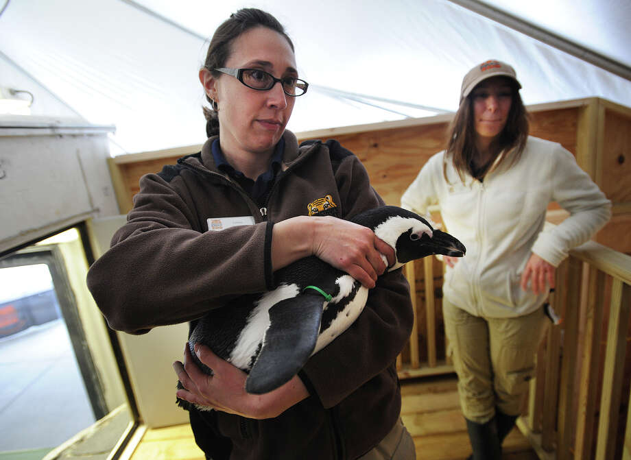 Zookeepers Lindsay Carubia, left, and Jamie Cantoni with one of the four visiting African penguins on exhibit at the Beardsley Zoo in Bridgeport. The birds will be on display through Sept. 30. Photo: Brian A. Pounds / Hearst Connecticut Media / Connecticut Post