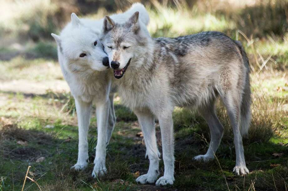 London kisses habitat mate Lexi, both gray wolves, at Wolf Haven International in Tenino, Washington on Tuesday, Sept. 13, 2016. Photo: GRANT HINDSLEY, SEATTLEPI.COM / SEATTLEPI.COM