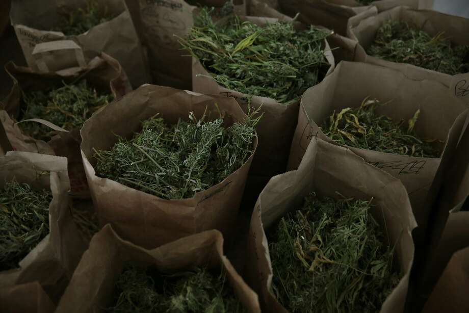 Broken down marijuana plants sit in bags before being trimmed at Tim Blake’s farm Laytonville California, Friday, November 13, 2015. Photo: RAMIN RAHIMIAN, Special To The Chronicle