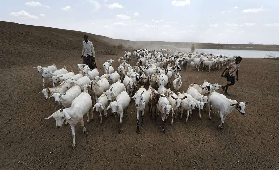 A herder drives livestock from one of the few remaining watering holes near the drought-stricken village of Bandarero, Kenya. Photo: Ben Curtis, Associated Press