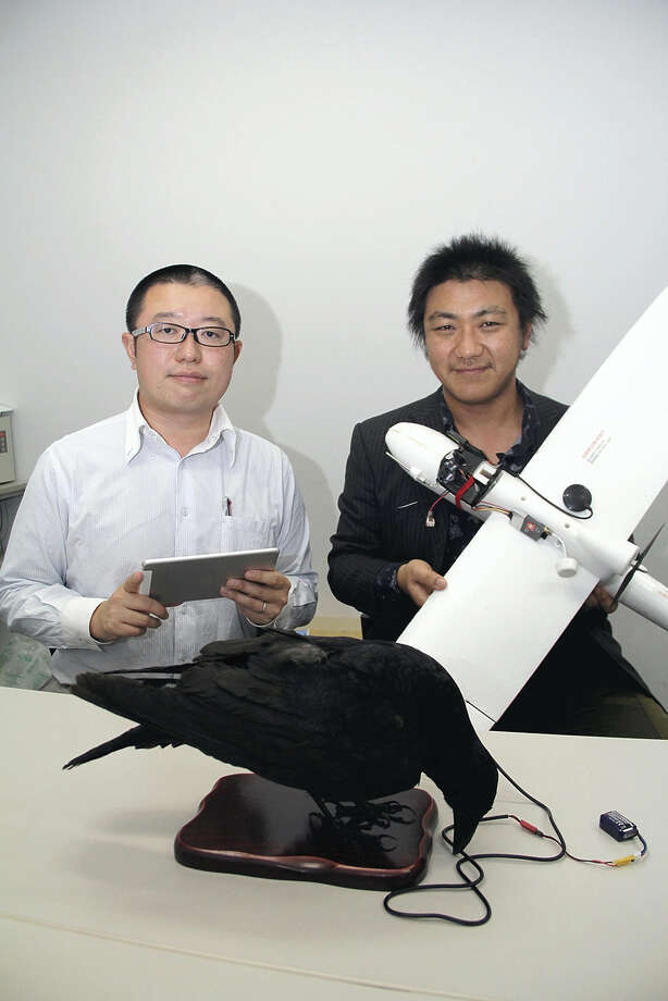 Naoki Tsukahara, left, and Ko Sueda are working on a project to facilitate communication with crows through the use of a crow-like robot and drone. Photo: The Yomiuri Shimbun. / The Yomiuri Shimbun