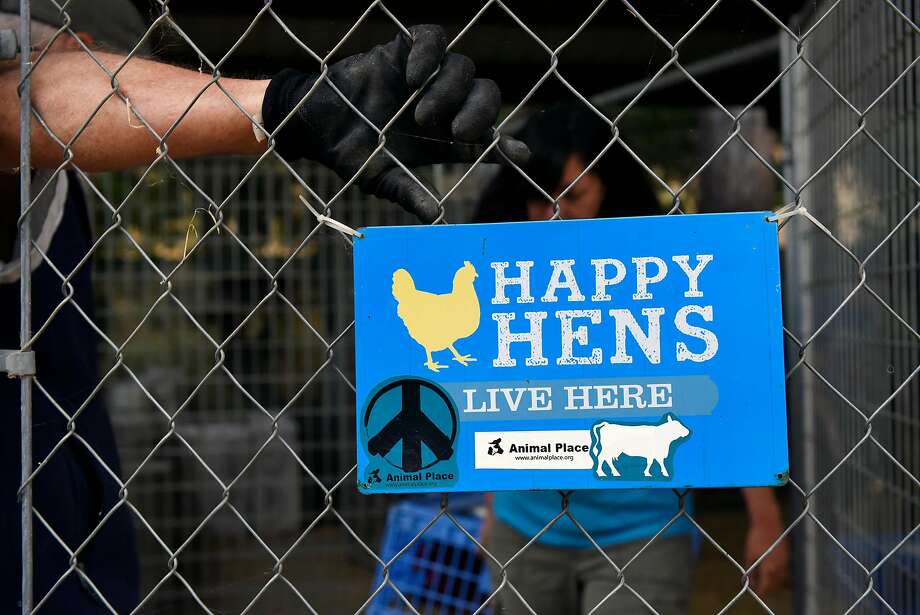 A sign on the chicken coop at Animal Place Rescue and Adoption Center in Vacaville. Photo: Michael Short, Special To The Chronicle