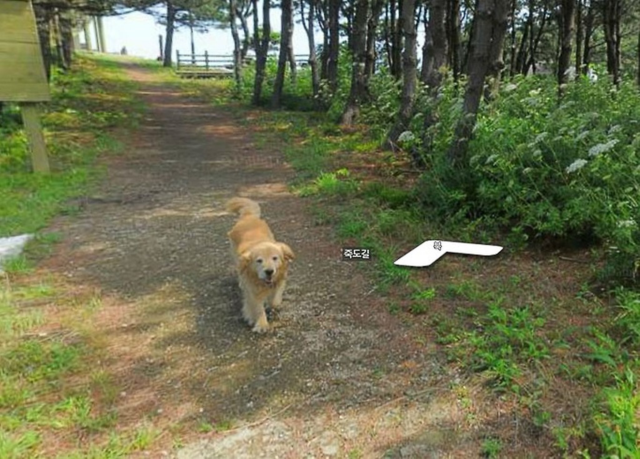 Friendly dog photobombs every Google street view of island - Houston Chronicle