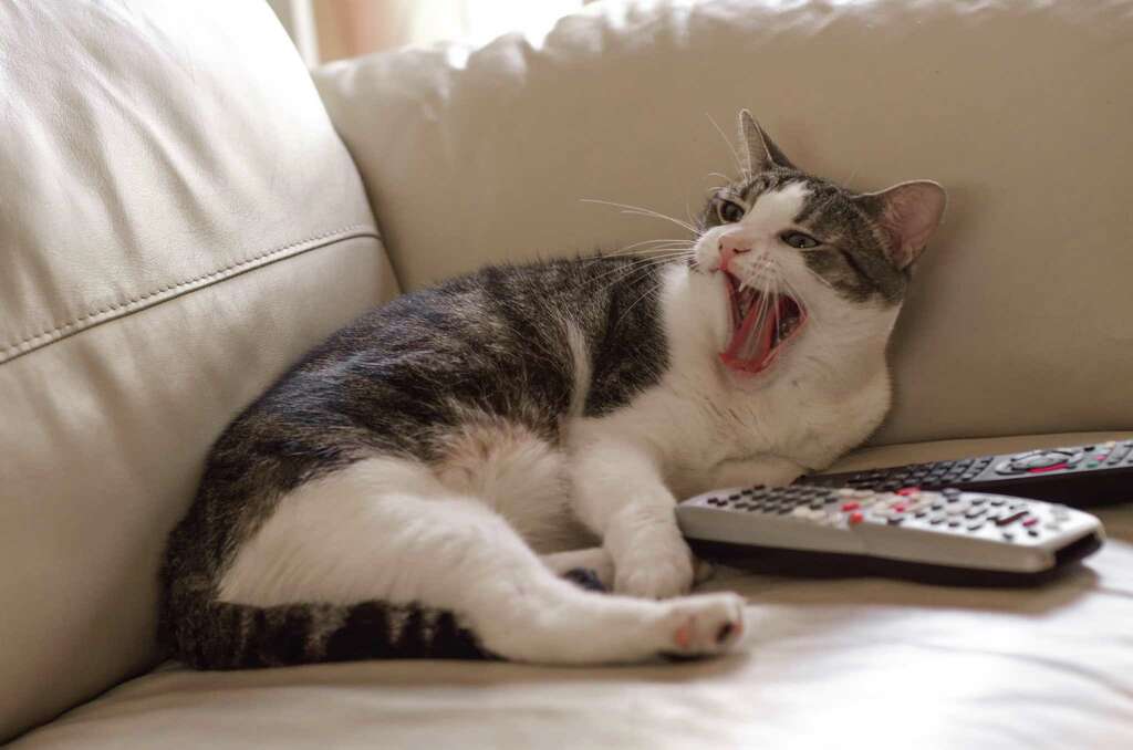 Image result for cat with remote