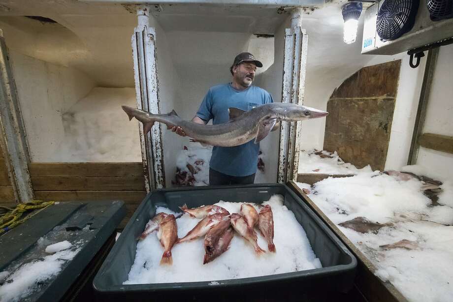 Joe Pennisi shows one of the Soupfin Sharks caught from the cold storage room on his boat,The Pioneer, on Sunday, Oct. 29, 2017 in San Francisco, Calif. Photo: Paul Kuroda, Special To The Chronicle