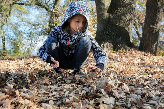 Laila Elkhoury searches through the layers of fallen leaves for acorns. Shirley Austin-Peeke took her 6th grade science class on a trek to Nathanson Creek behind Adele Harrison Middle School in Sonoma, Ca. on Thursday November 2, 2017, to collect acorns and learn about the affect the Sonoma wildfires had on oak trees. The  California Native Plant Society put out a call to the public to collect acorns to supply a reforestation of oak trees destroyed by the massive Napa and Sonoma wildfires .