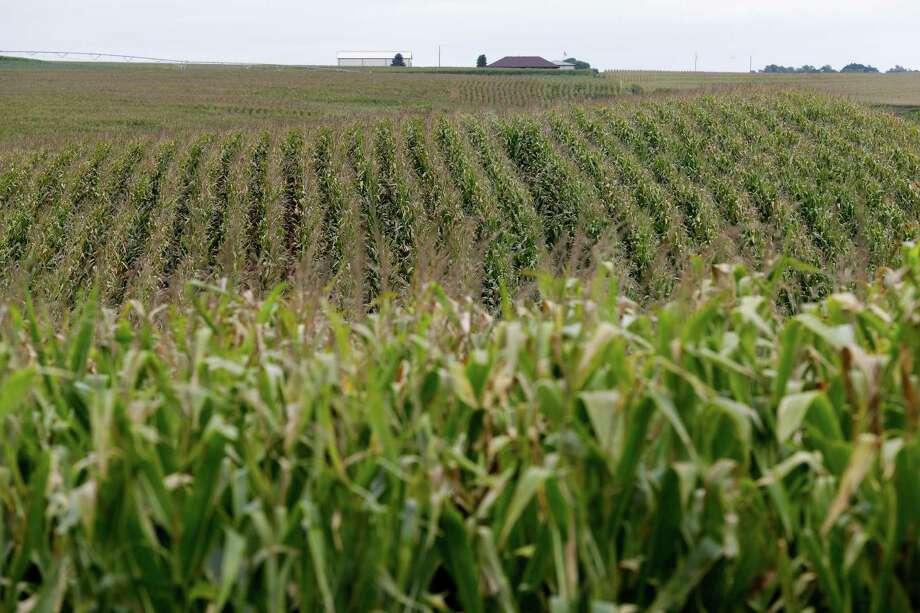With estimated U.S. corn production at 13.6 billion bushels, producers have as much corn as they need to run full-bore, analysts for Bloomberg Intelligence wrote in a separate report. Photo: Associated Press File Photo / AP